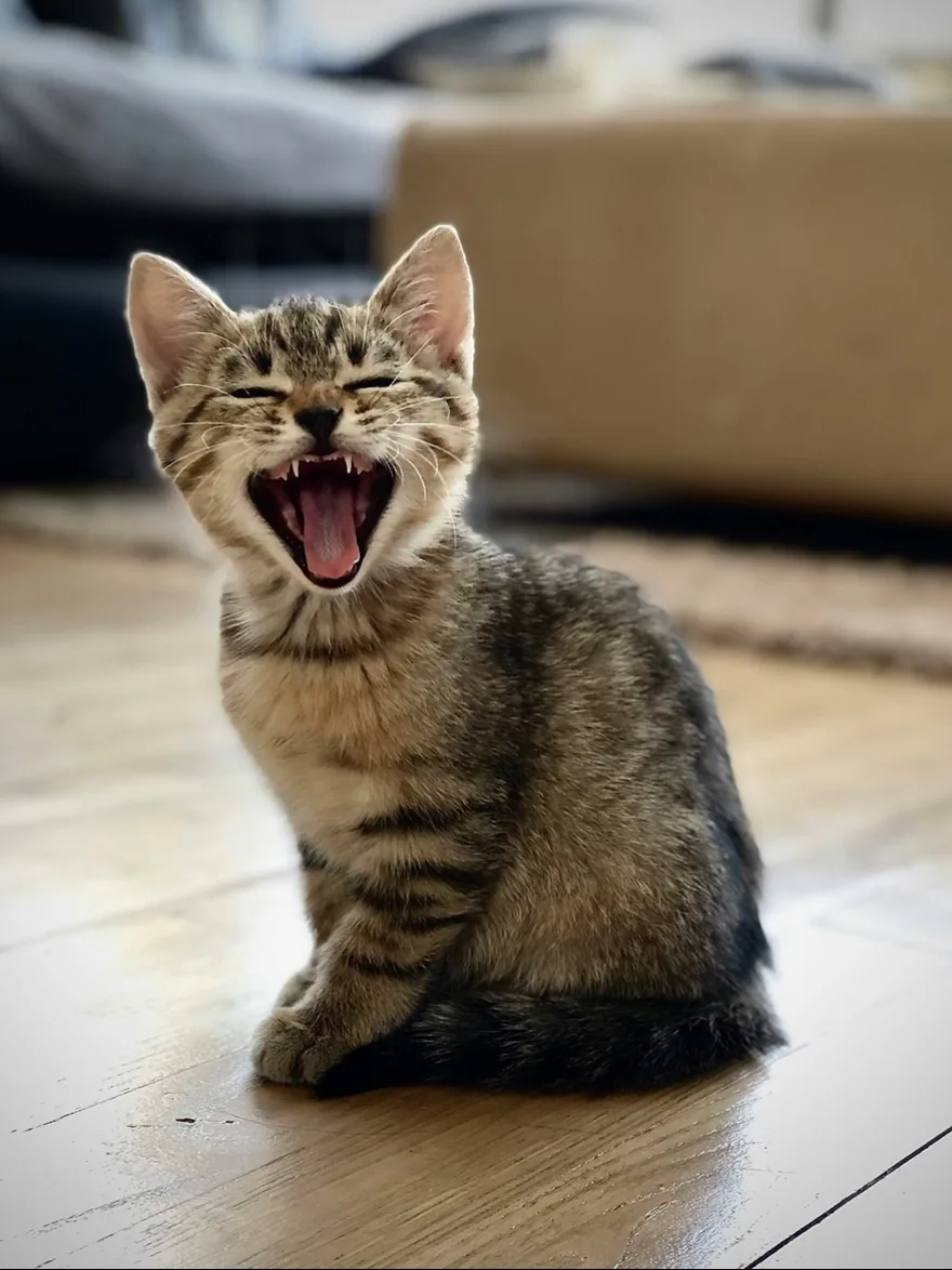 A yawning kitten on a wooden floor