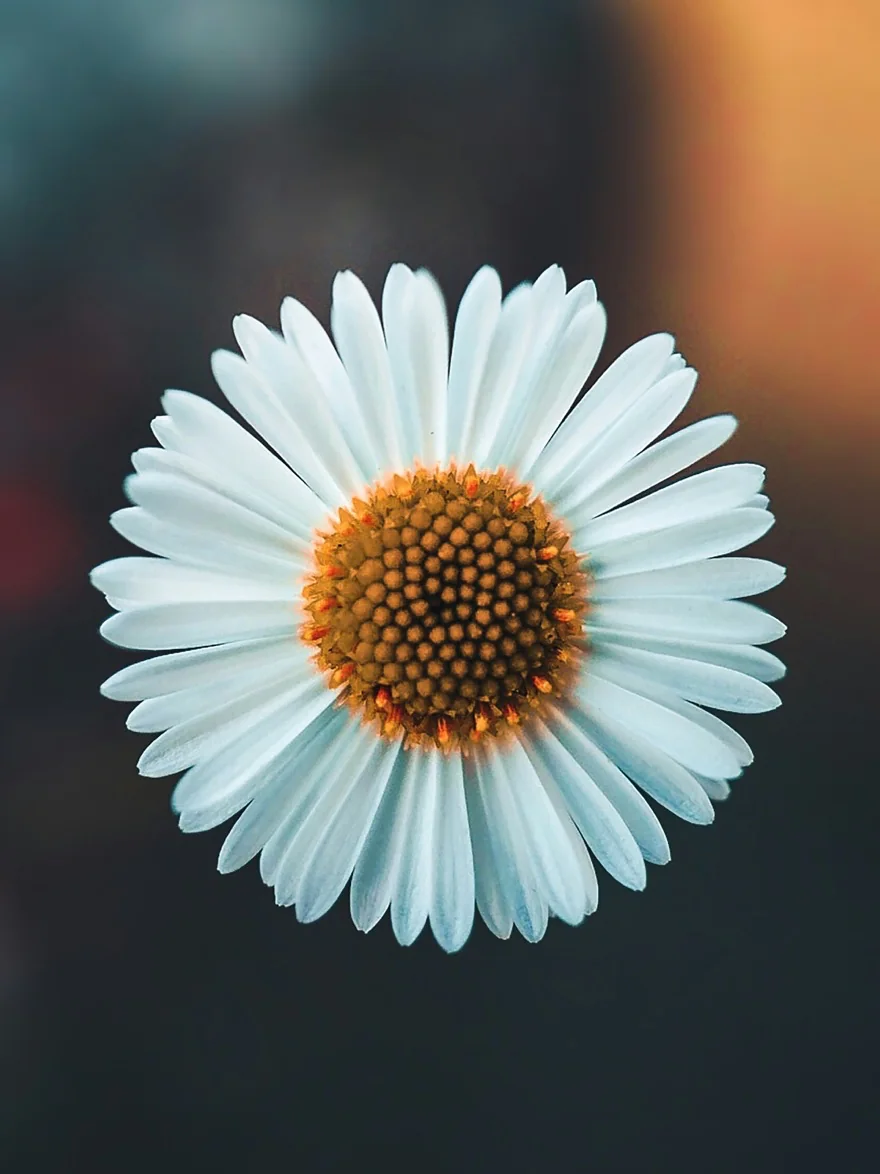 A white daisy in bloom